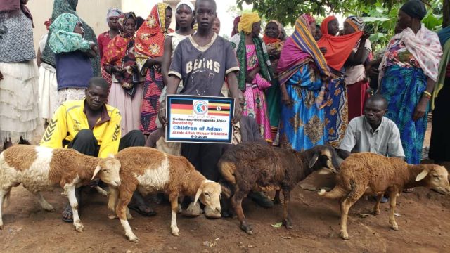 Uganda im März: Sechs Schafe in einem Monat
